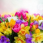 Луковицы осень! Тюльпаны, нарциссы, гиацинты
