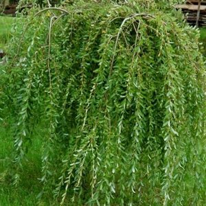 Ива плакучая саженец горшок P9
