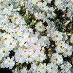 Флокс Майшнее саженец горшок Р9