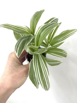 Традесканция Albovittata Fluminensis