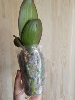 Фаленопсис Мики денсер