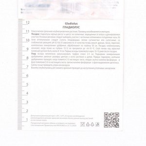Гладиолус крупноцветковый «Присцилла»,луковица цветов в пакете с перфорацией, р-р 10/12, 3 шт.