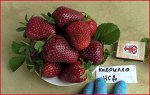 Клубника ремонтантная Кабрилло р8