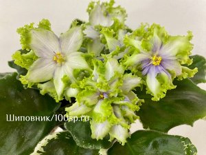 Фиалка АВ-СнегоВиктор  (Фиалковод), новинка!