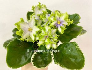 Фиалка АВ-СнегоВиктор  (Фиалковод), новинка!