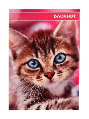 Блокнот А6, 40 листов в клетку на скрепке «Котята и щенята», обложка мелованный картон, МИКС