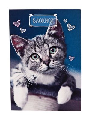 Блокнот А6, 24 листа в клетку на скрепке «Котята», обложка мелованный картон, МИКС