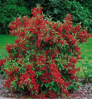 Вейгела Red Prince