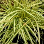 Осока (Carex) Эверголд, I