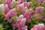 Метельчатая Vanille Fraise