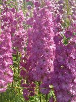 Дельфиниум Darwin&#039;s Pink Indulgence -