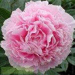 Sarah Bernhardt (Сара Бернар) (молочноцветковый)