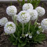 Примула мелкозубчатая Альба