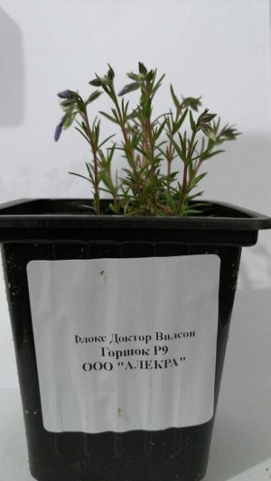 Флокс Доктор Вилсон