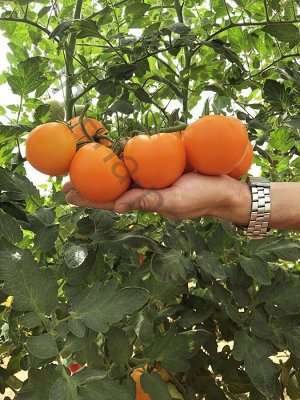 ПАРТНЕР Томат Анвар F1 ( 2-ной пак.) / Гибриды томата с желто-оранжевыми плодами