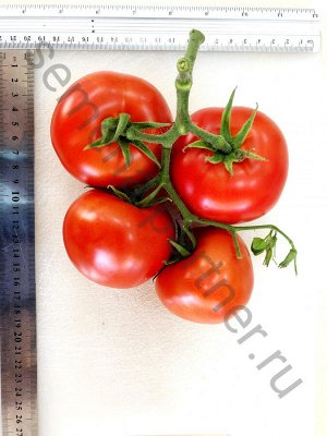 ТМ Партнер Томат Барика F1 ( 2-ной пак.)/ Гибрид томата (с массой плода свыше 120 г)