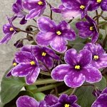 Ампельные фиалки (трейлеры), детки и листья