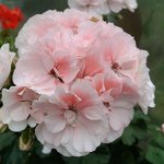 Новинки сортовых пеларгоний