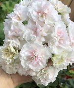 Пеларгония ИВ-Галина Уланова