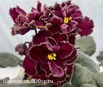 Фиалка ПТ-Вишневый Коктейль