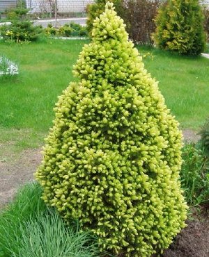 Ель сизая/канадская Глаука Дейзи Вайт (Код: 85830)