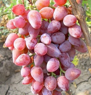Виноград Розовый Тимур (Код: 85474)
