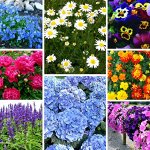 Многолетние и ОДНОЛЕТНИЕ цветы от Виктории. 🌸 Отправка сразу