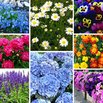 Многолетние и ОДНОЛЕТНИЕ цветы от Виктории.🌸Отправка сразу