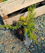 Можжевельник китайский Плюмоза Ауреа