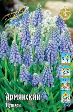 Мускари Армянский