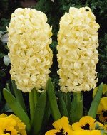 Гиацинт Сити оф Харлем