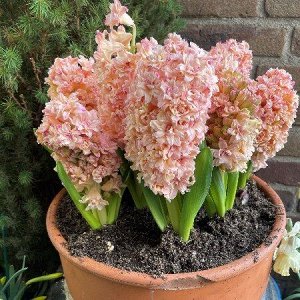 Гиацинт Маскарад 14/15 3шт (Колорлайн)