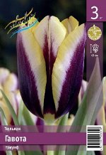Тюльпан Гавота