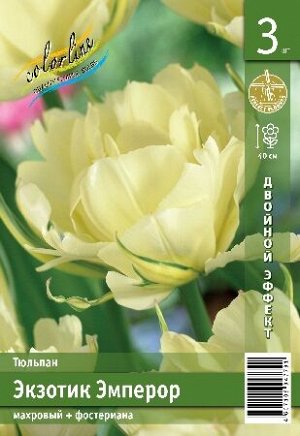 Тюльпан Экзотик Эмперор