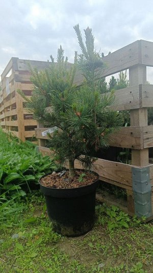 Сосна мелкоцветковая Бонсаи