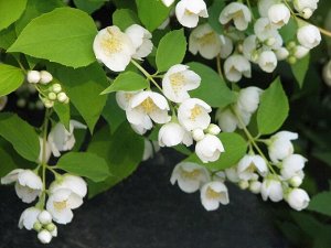 Чубушник Венечный (Жасмин) саженец горшок С3