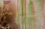 Тилландсия