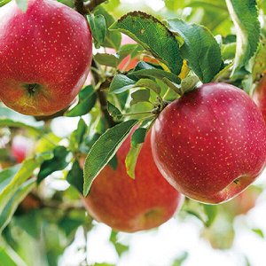 Натуральный 100% яблочный сок Mippeum NFC Pure 100% Apple Juice, 90мл