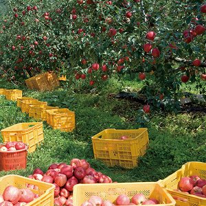 Натуральный 100% яблочный сок Mippeum NFC Pure 100% Apple Juice, 90мл