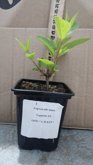 Гортензия микс саженец горшок Р9