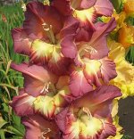 Гладиолус крупноцветковый Боса Нова