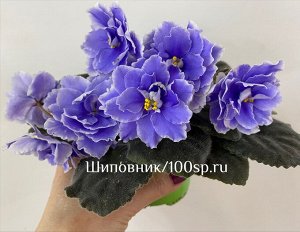 Цветы от FEViolets Фиалка KZ-Добрыня
