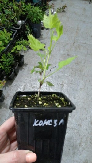 Крыжовник Консул