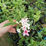 Вейгела цветущая Нана Вариегата