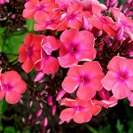 Распродажа цветов от Виктории. Оплачиваем🌸 Отправка сразу