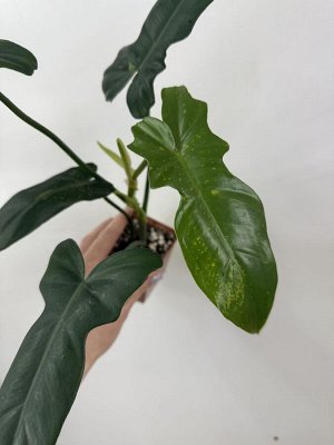Филодендрон Lime Fiddle (Golden Dragon)