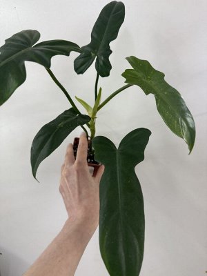 Филодендрон Lime Fiddle (Golden Dragon)