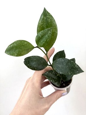 Hoya nabawanensis (EPC 958 )