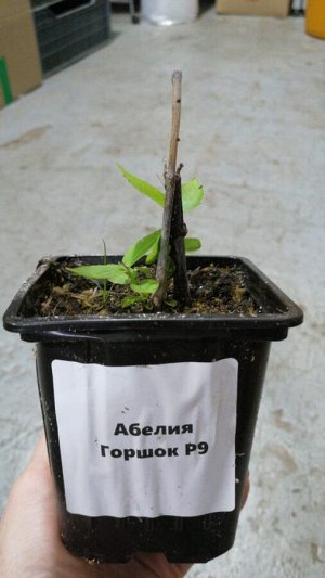 Абелия саженец горшок Р9