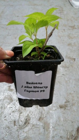 Вейгела Лайм Монстр саженец горшок Р9